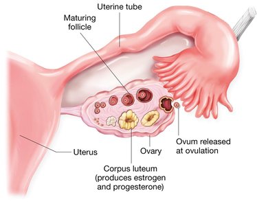 Ovary structure and ovulation