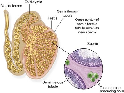 Testis structure and sperm production