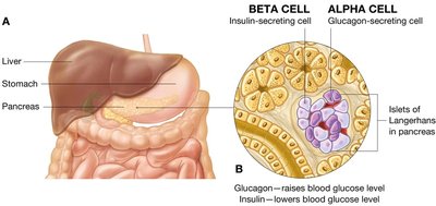 Pancreas location and islets of Langerhans