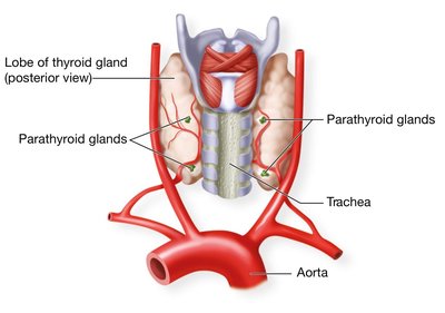 Parathyroid glands on the posterior thyroid