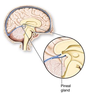 Location of the pineal gland in the brain
