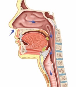 Nasal cavity with vibrissae