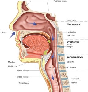 Pharynx subdivisions diagram