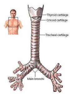 Trachea and main bronchi diagram