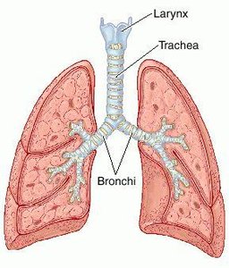 Bronchi and alveoli diagram