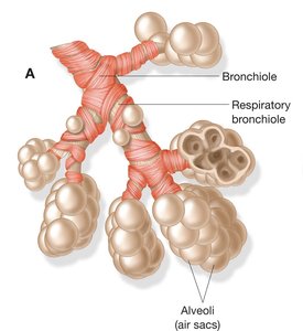 Bronchioles and alveoli