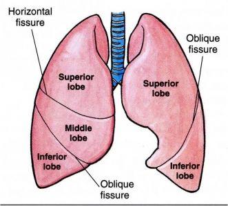 Lung lobes diagram