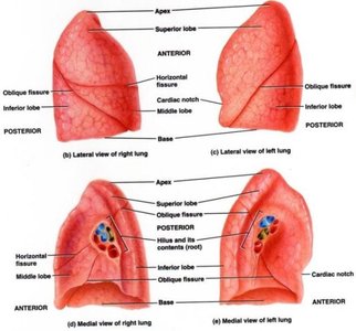 Lung anatomy with apex, base, hilum