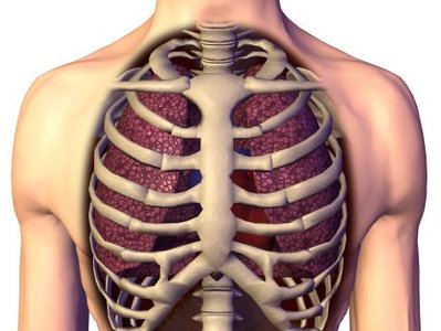 Lungs protected by ribs
