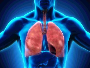 Human respiratory system with lungs