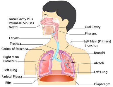Diagram of respiratory system organs