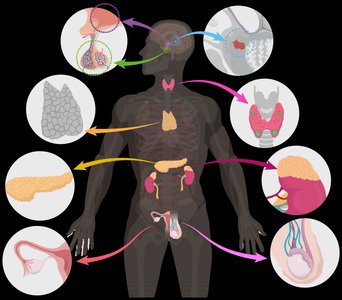 Diagram of the human body with major endocrine glands highlighted