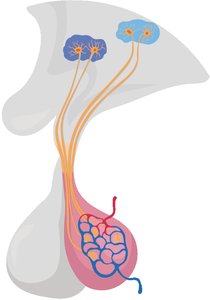 Diagram of the posterior pituitary gland and its connections