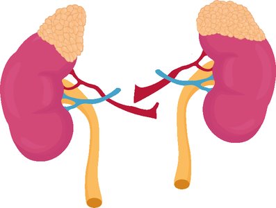 Adrenal glands on top of kidneys