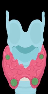 Thyroid and parathyroid glands