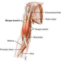 Diagram of arm muscles including biceps brachii, triceps brachii, brachialis, and others