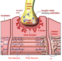 Diagram showing excitation-contraction coupling at the neuromuscular junction
