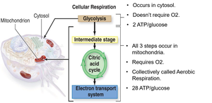 Diagram of cellular respiration steps: glycolysis, intermediate stage, citric acid cycle, electron transport system
