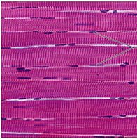 Microscopic view of striated skeletal muscle tissue