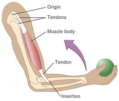 Diagram showing origin, insertion, tendons, and muscle body in the arm