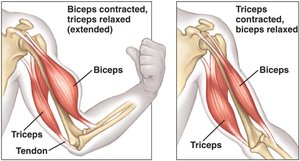 Diagram showing biceps and triceps contraction and relaxation