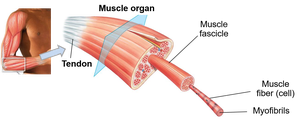 Diagram showing muscle organ, fascicle, fiber, and myofibril structure