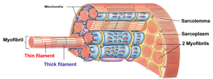Diagram of muscle fiber showing sarcolemma, sarcoplasm, myofibrils, mitochondria, thin and thick filaments