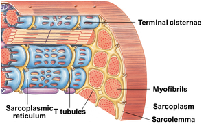 Diagram showing terminal cisternae, sarcoplasmic reticulum, T-tubules, myofibrils, sarcoplasm, sarcolemma