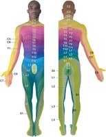 Dermatome distribution