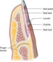 Nail anatomy