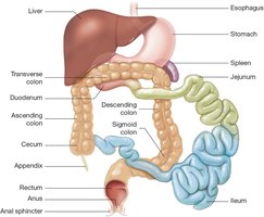 Diagram of small and large intestines