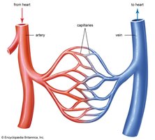 Diagram of artery, vein, and capillaries
