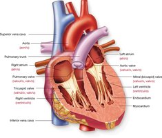Structure of the heart