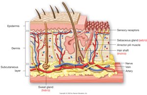 Anatomy of the skin
