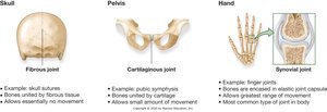 Diagram of fibrous, cartilaginous, and synovial joints