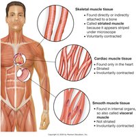 Three types of muscle tissue