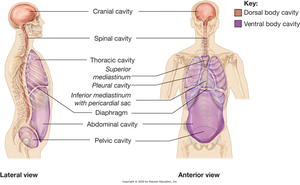 Diagram of dorsal and ventral body cavities