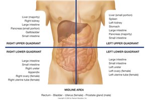 Diagram of the divisions of the abdominal cavity (4-quadrant system)