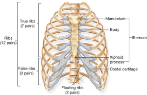 Structure of the rib cage