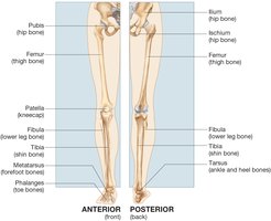 Pelvic girdle and lower extremity