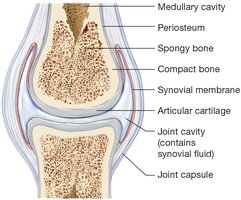 Structure of a synovial joint