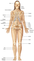 Labeled diagram of the human skeleton