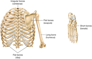 Classification of bones by shape