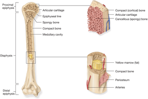 Components of a long bone