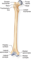 Bony processes found on the femur