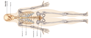 Bones of the axial skeleton