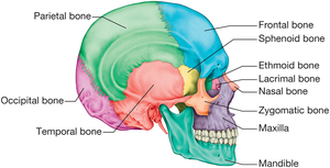 Bones of the skull