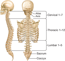 Divisions of the vertebral column