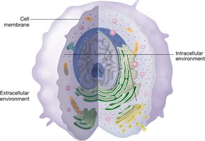 A typical human cell showing intracellular and extracellular environments.