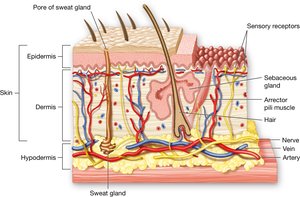 Skin layers: epidermis, dermis, and hypodermis.
